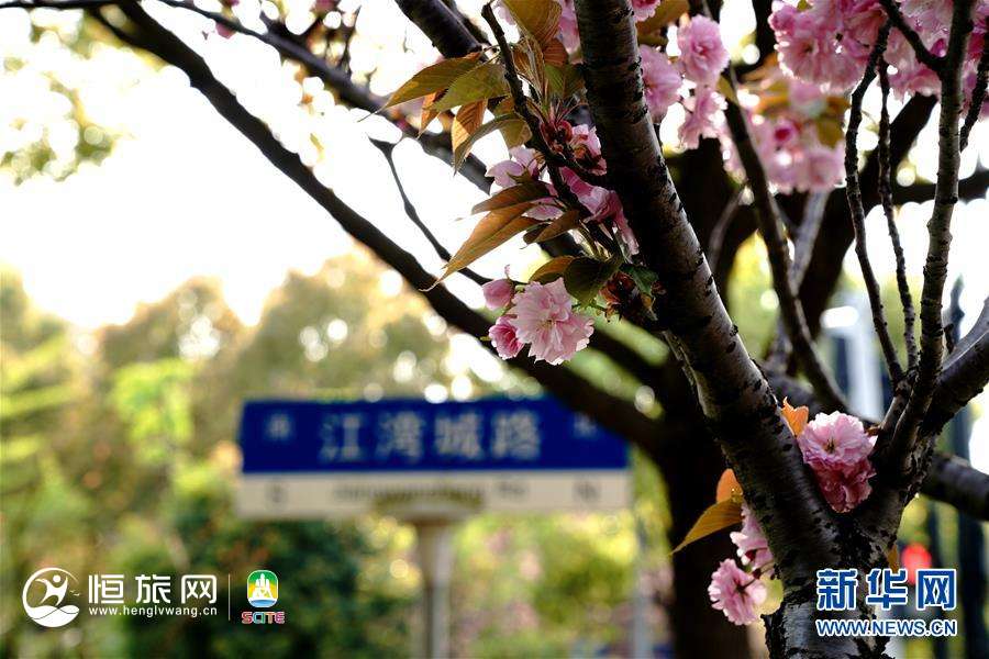 （环境）（5）“落樱不扫”道路亮相上海